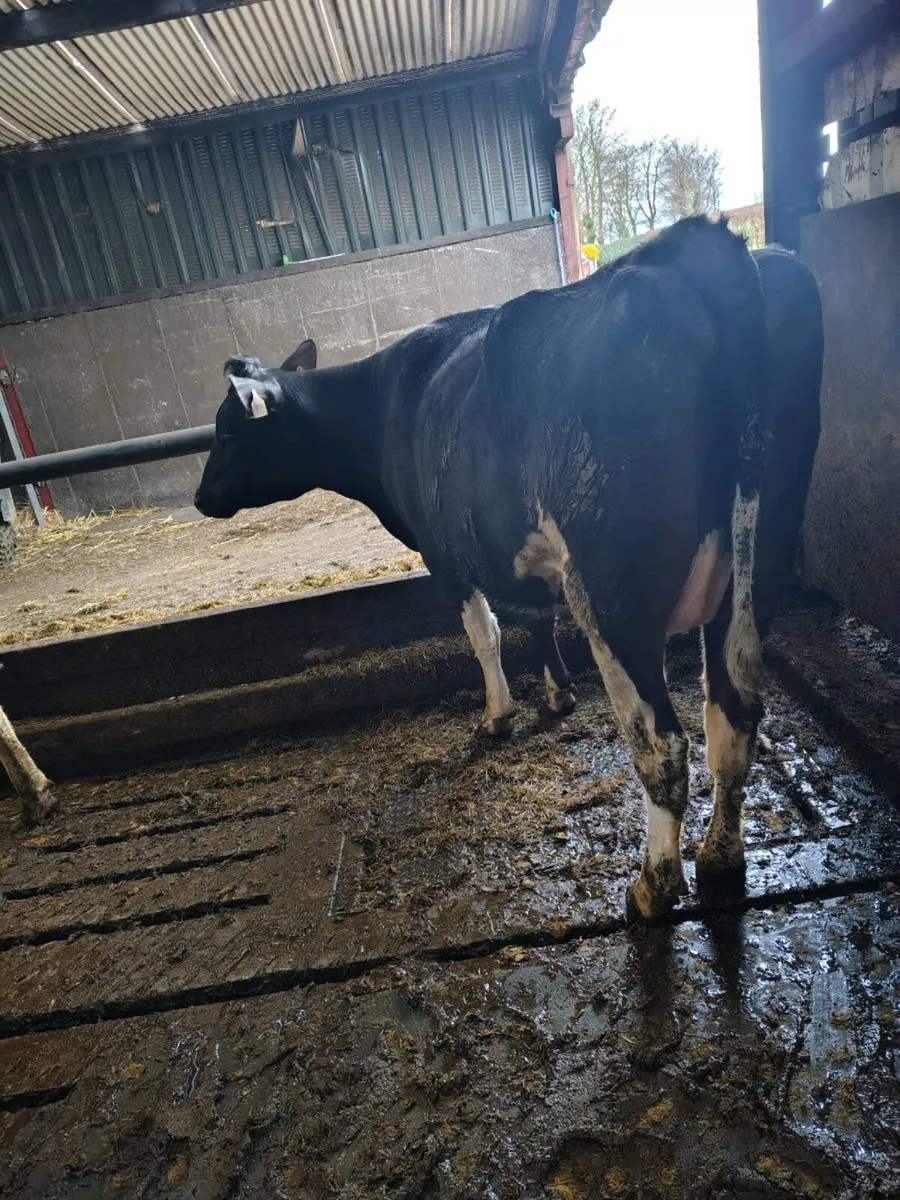Friesan incalf heifers - Image 4