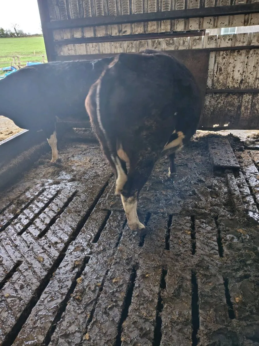 Friesan incalf heifers - Image 2