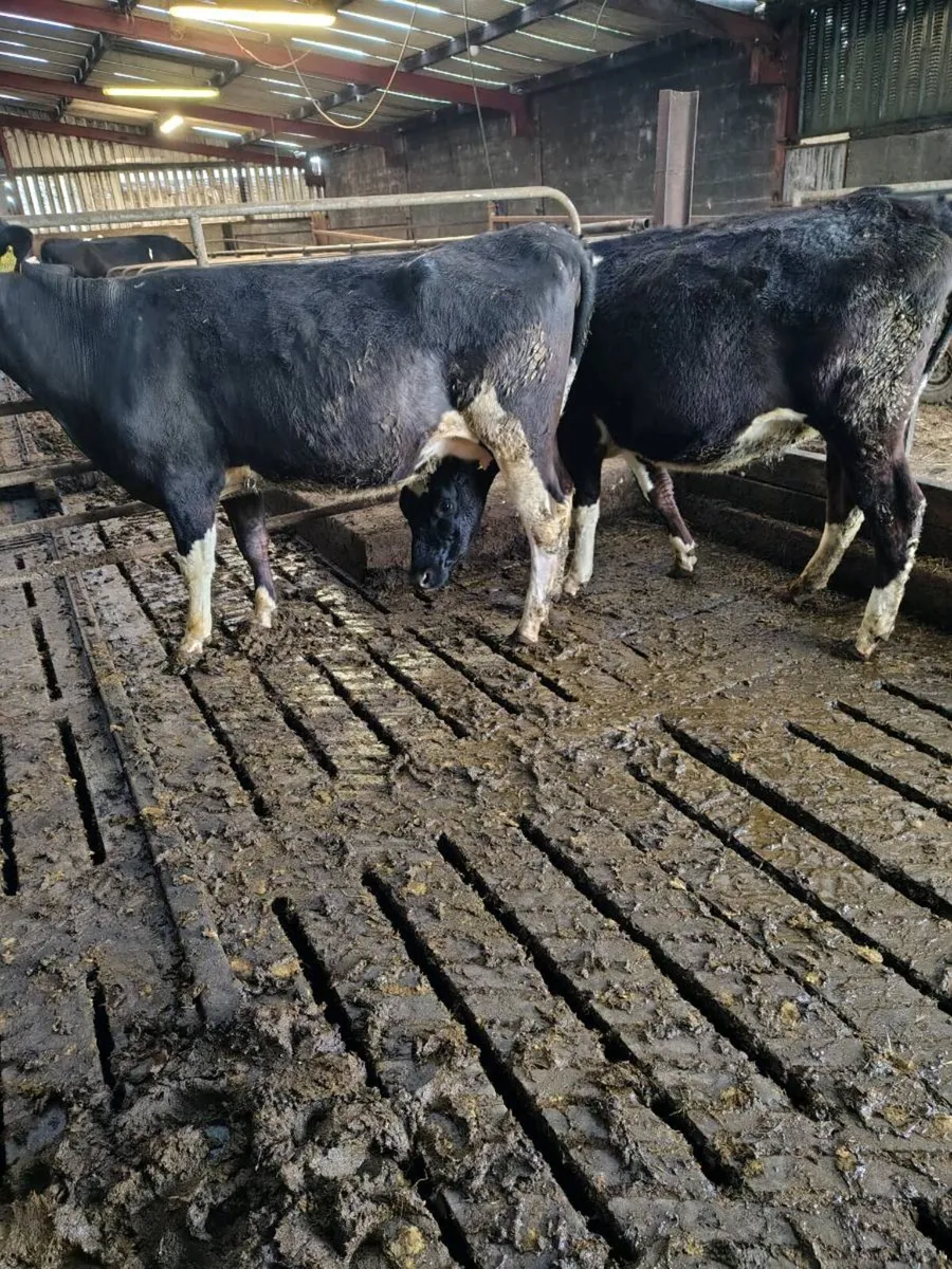 Friesan incalf heifers - Image 1