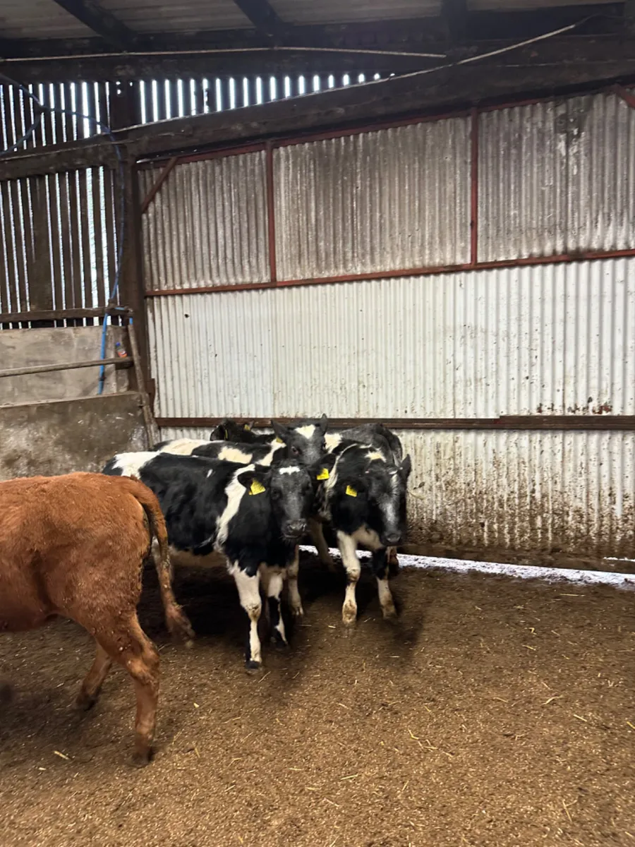 Blue and lim heifers - Image 2