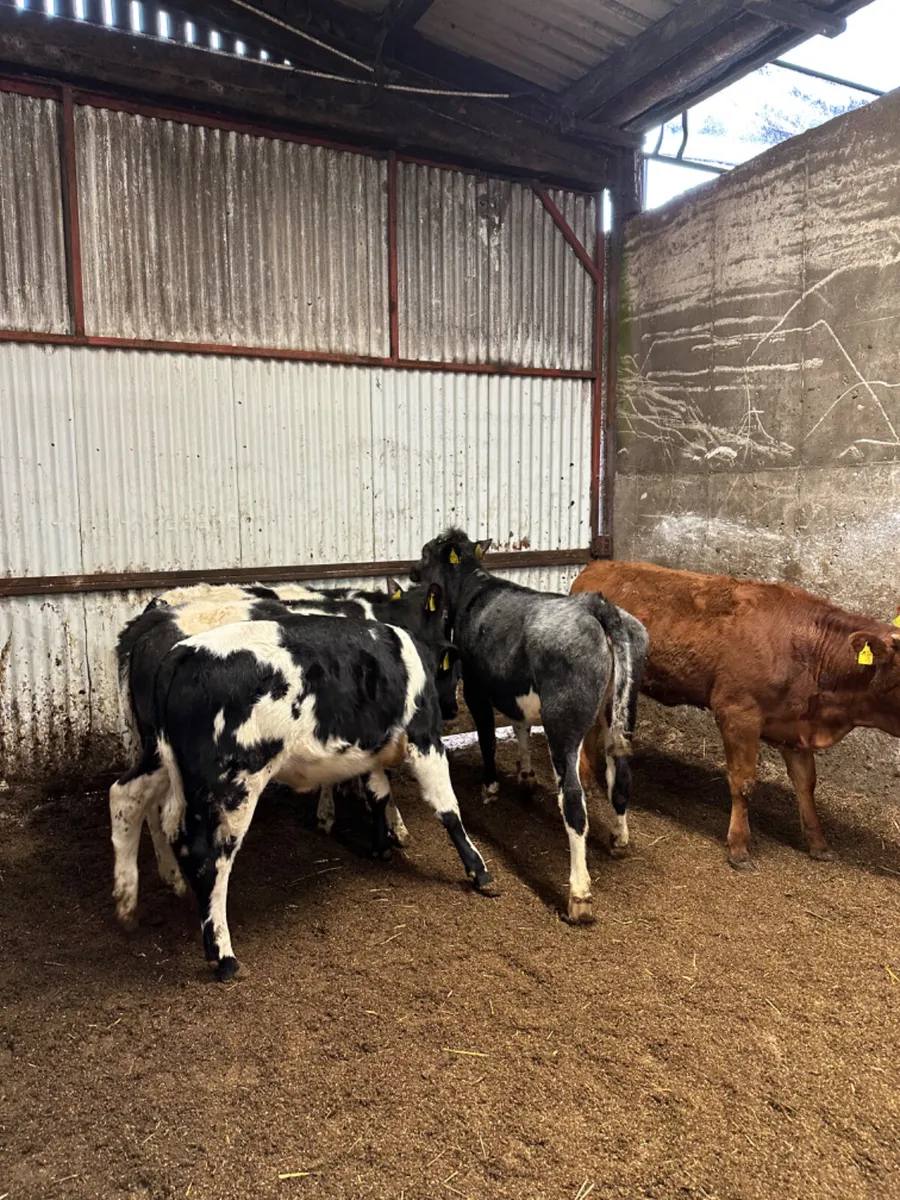 Blue and lim heifers - Image 1