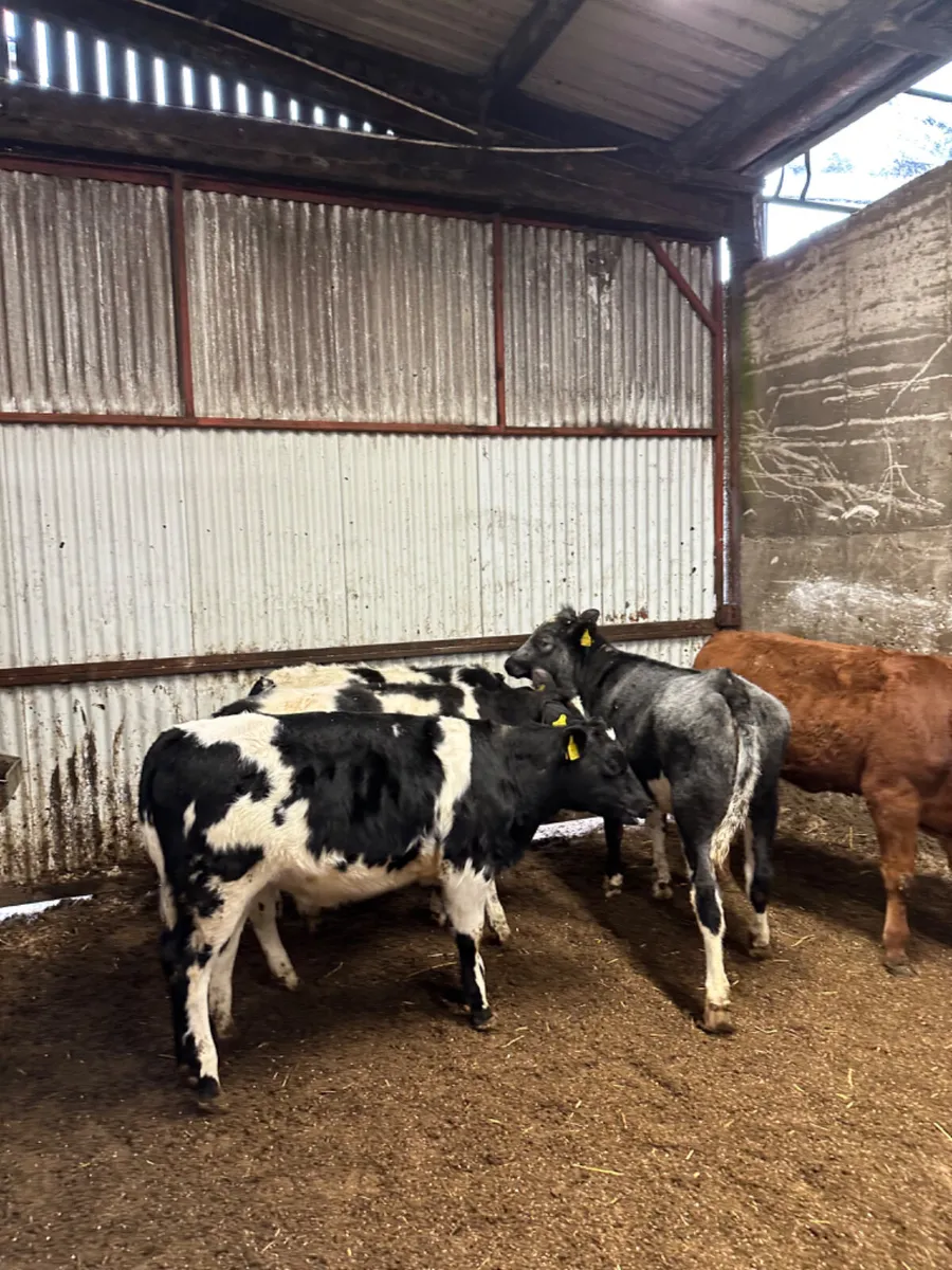 Blue and lim heifers - Image 3