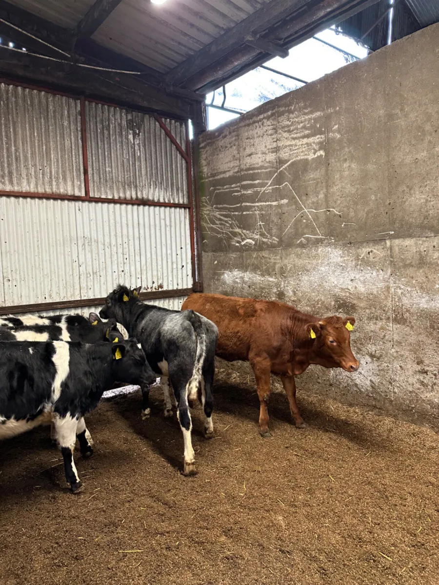 Blue and lim heifers - Image 4