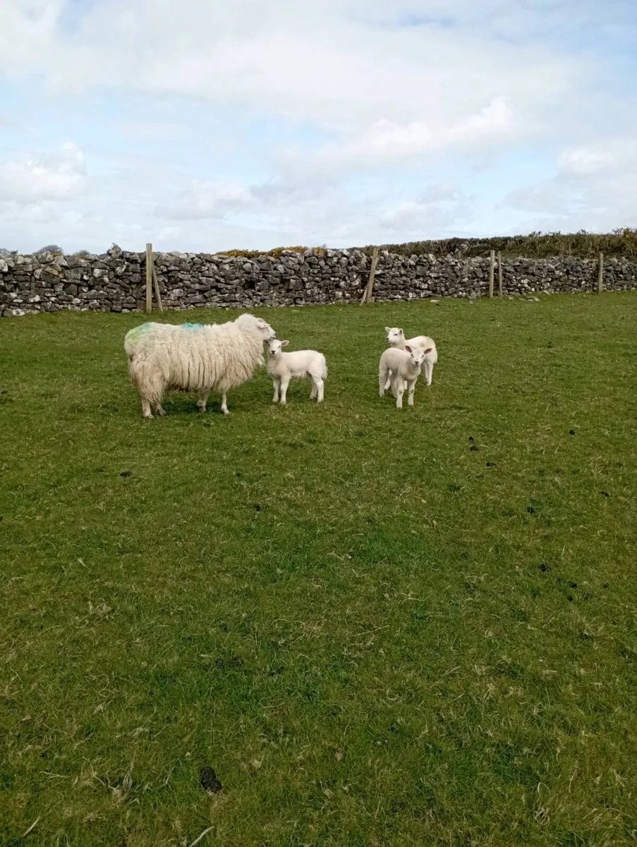 Ewes and lambs - Image 4