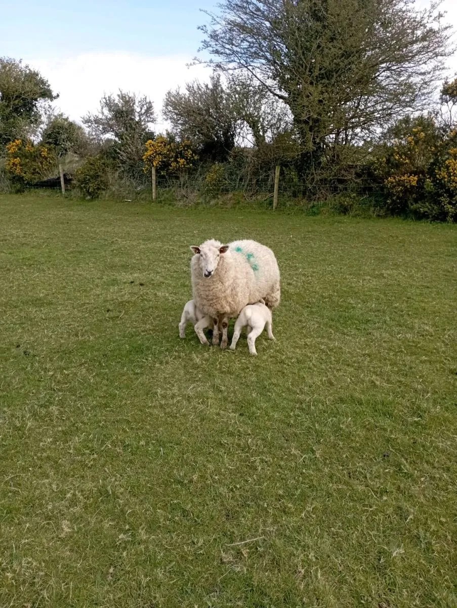Ewes and lambs - Image 1