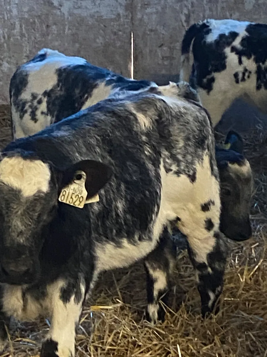 14 SUPER QUALITY BB HEIFER CALVES - Image 2