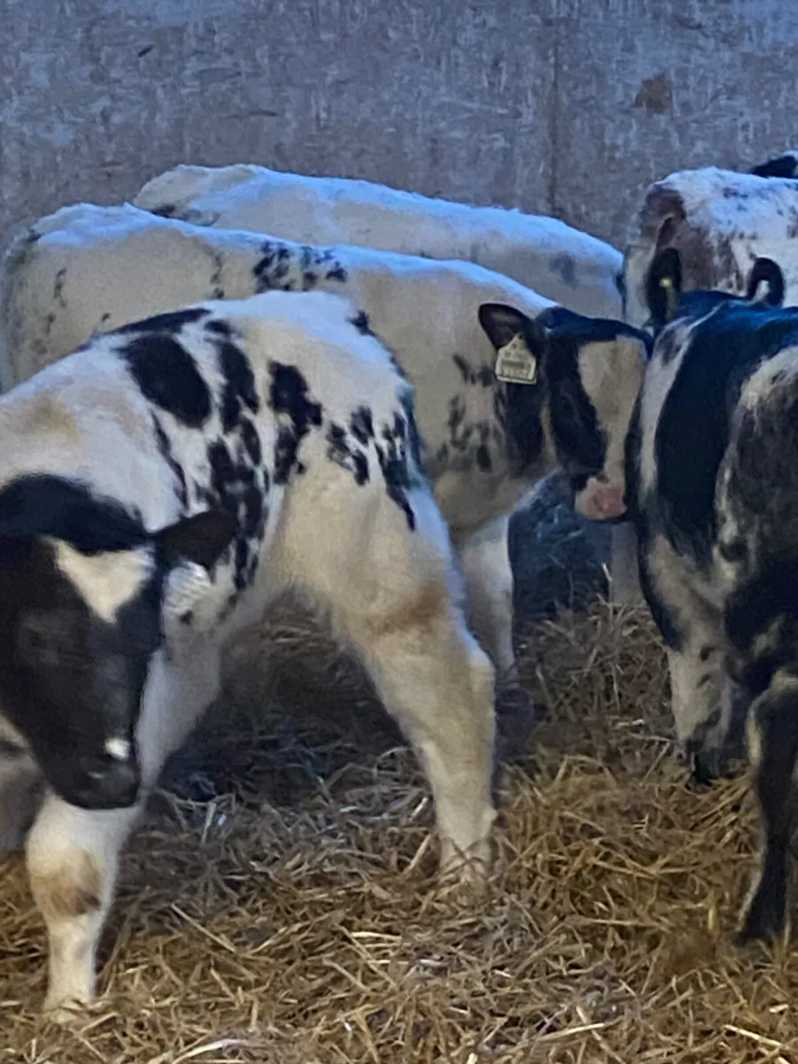 14 SUPER QUALITY BB HEIFER CALVES - Image 4