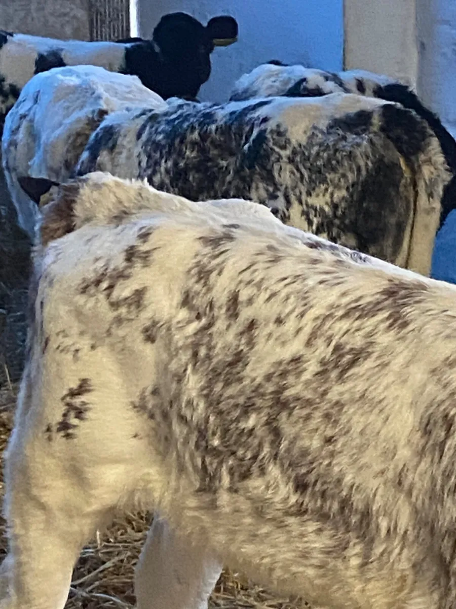 14 SUPER QUALITY BB HEIFER CALVES - Image 3