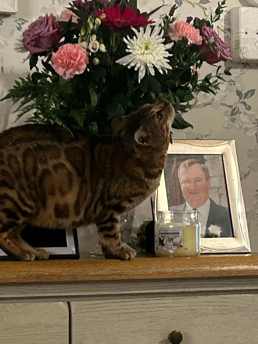 Bengal kittens - Image 3