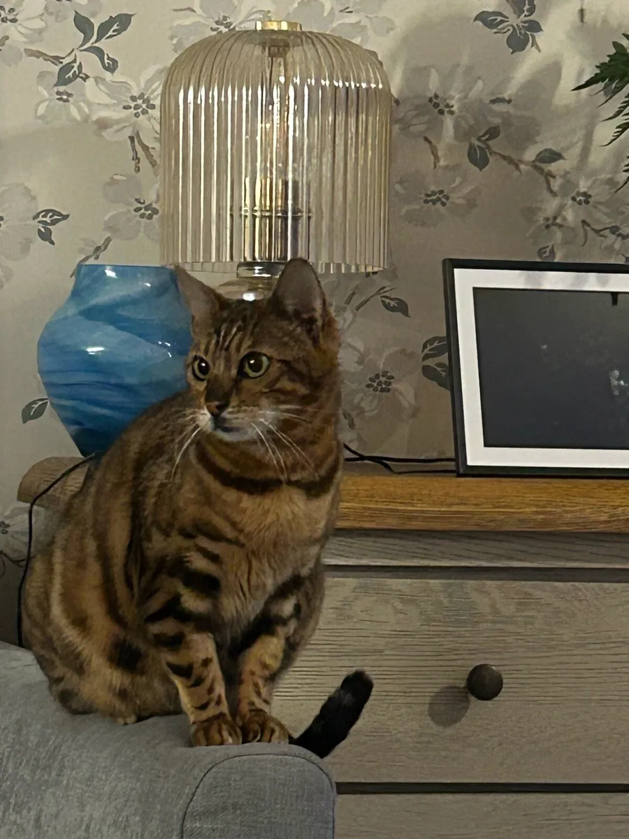 Bengal kittens - Image 4