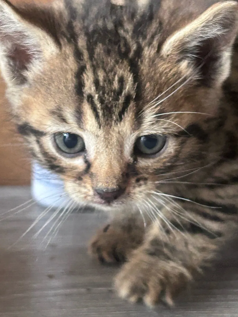 Bengal kittens - Image 1