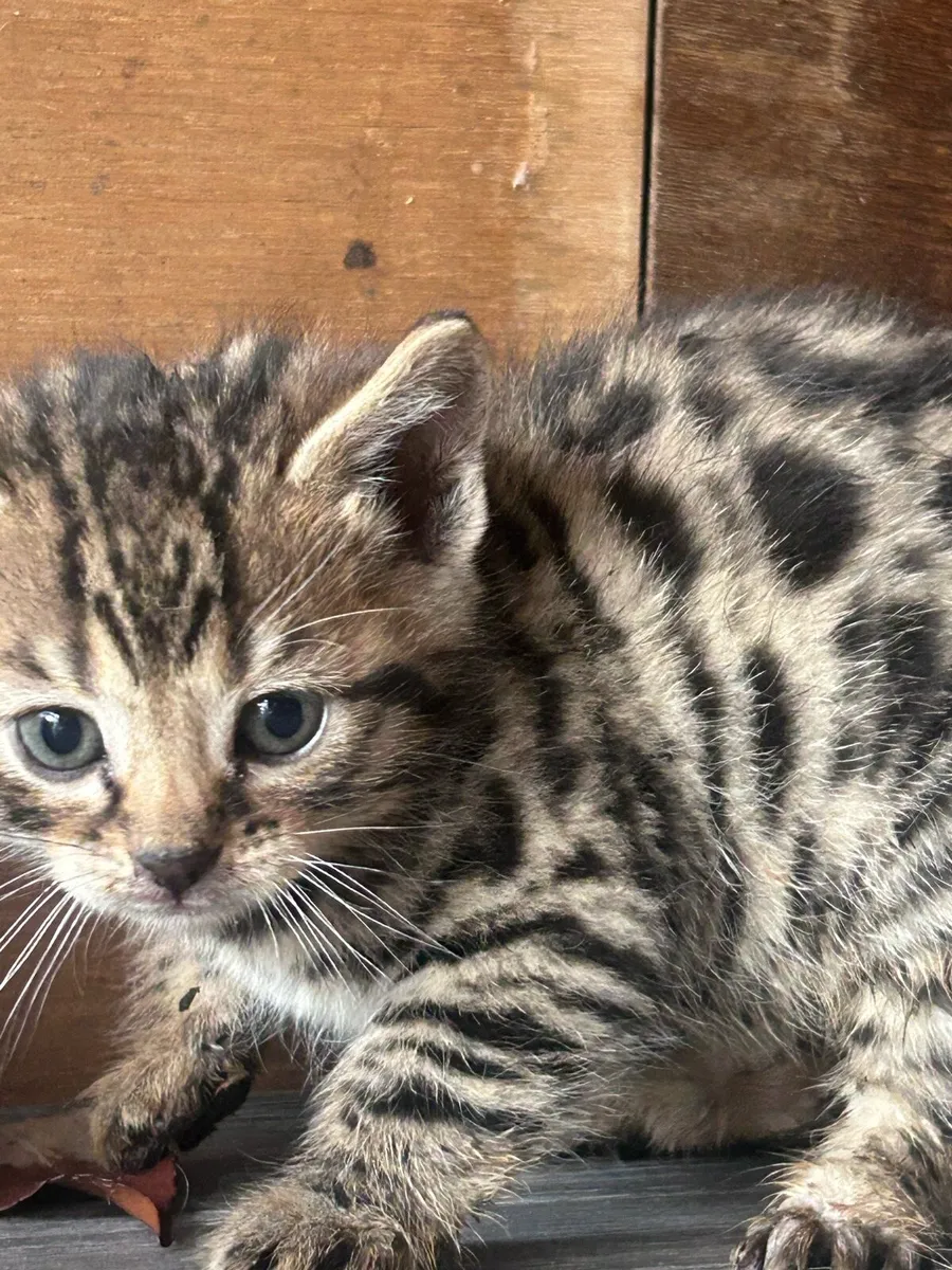 Bengal kittens - Image 2