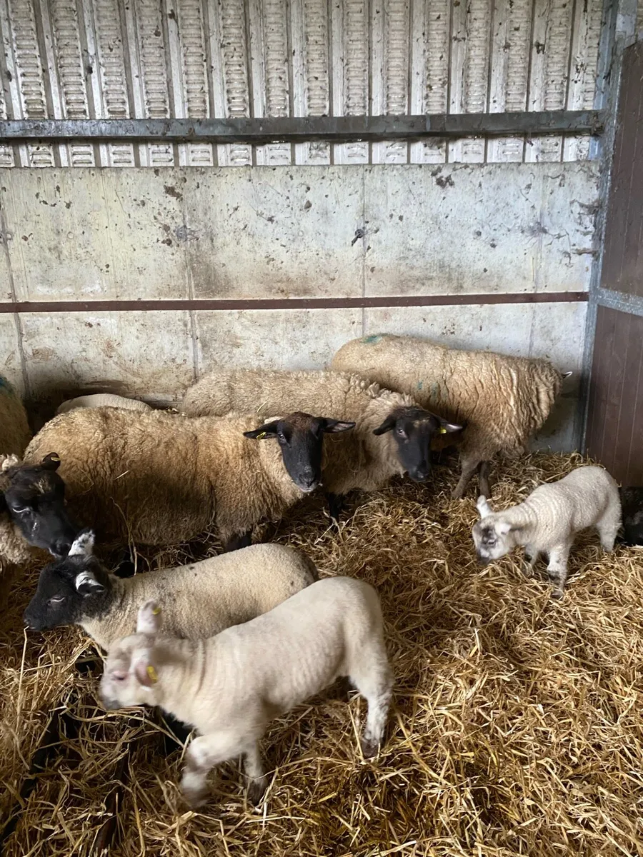 Ewes and lambs - Image 1