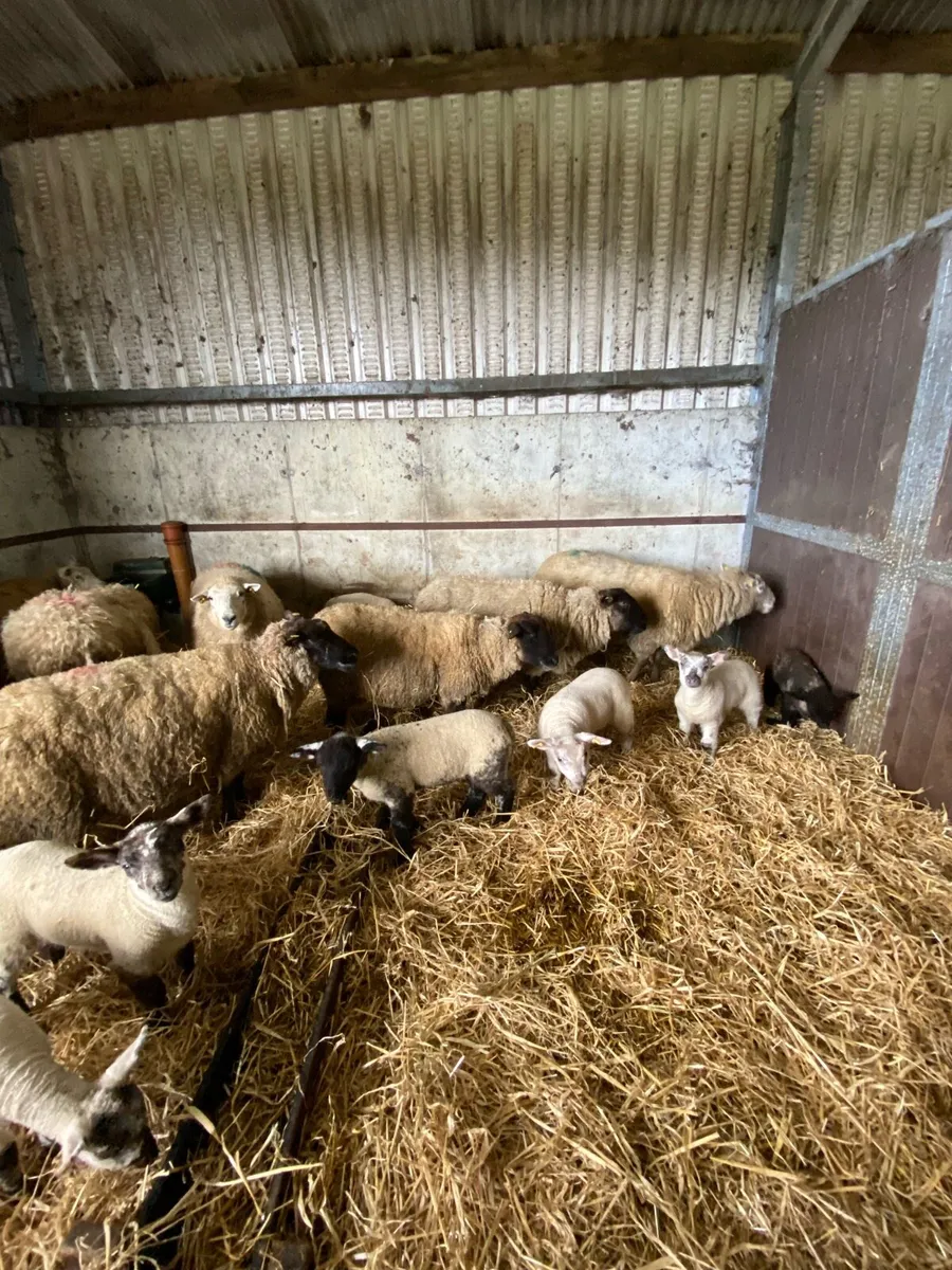 Ewes and lambs - Image 2