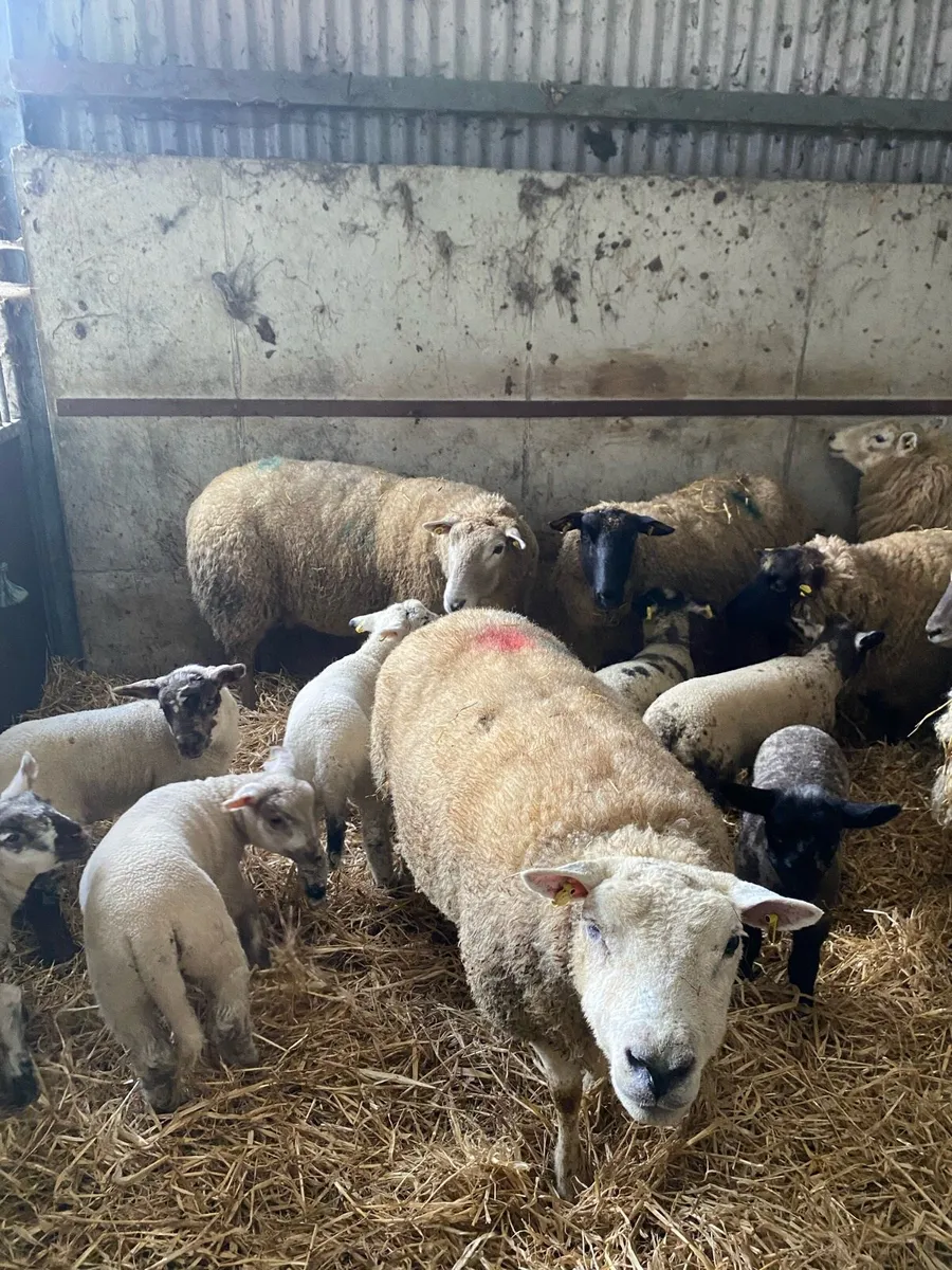 Ewes and lambs - Image 3