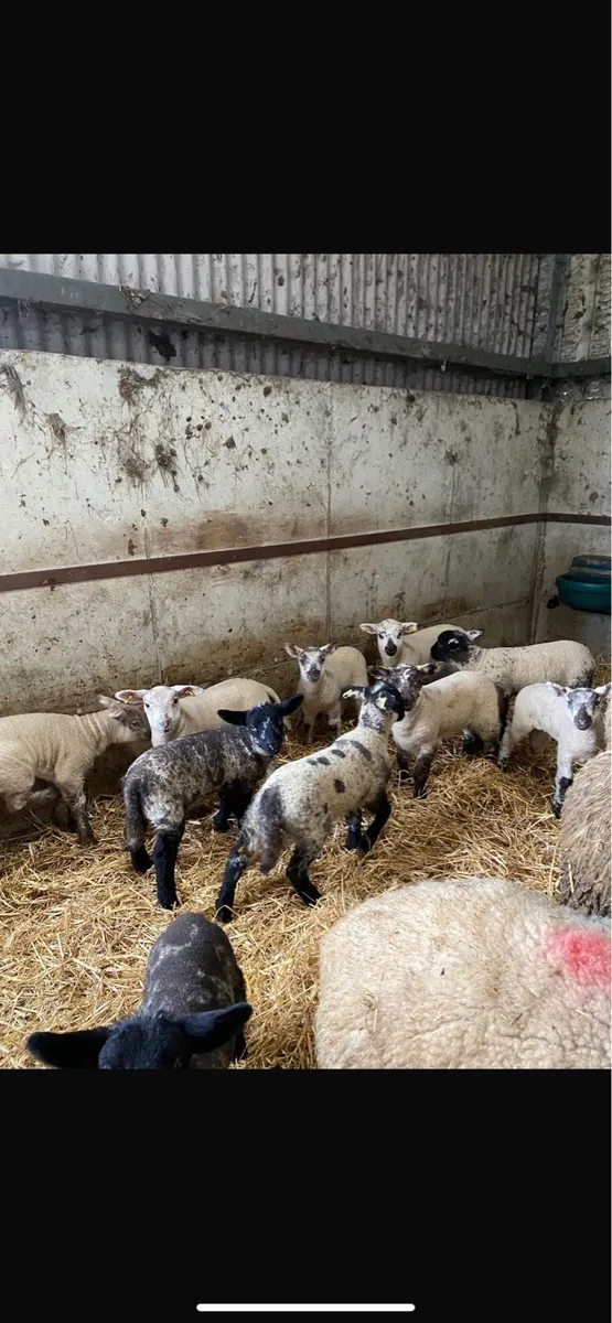Ewes and lambs - Image 4