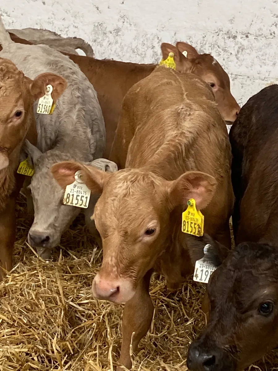 10 OUTSTANDING CONTINENTAL HEIFER CALVES - Image 2