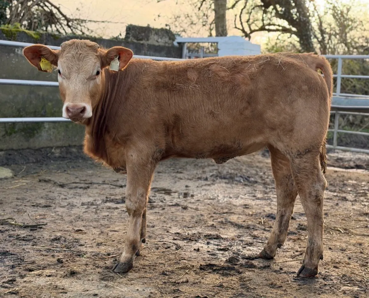 ⭐️⚜️Super Golden Charlois Heifer⚜️⭐️ - Image 1