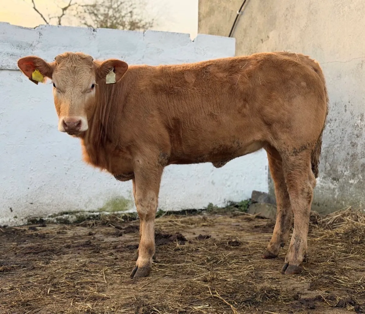 ⭐️⚜️Super Golden Charlois Heifer⚜️⭐️ - Image 2