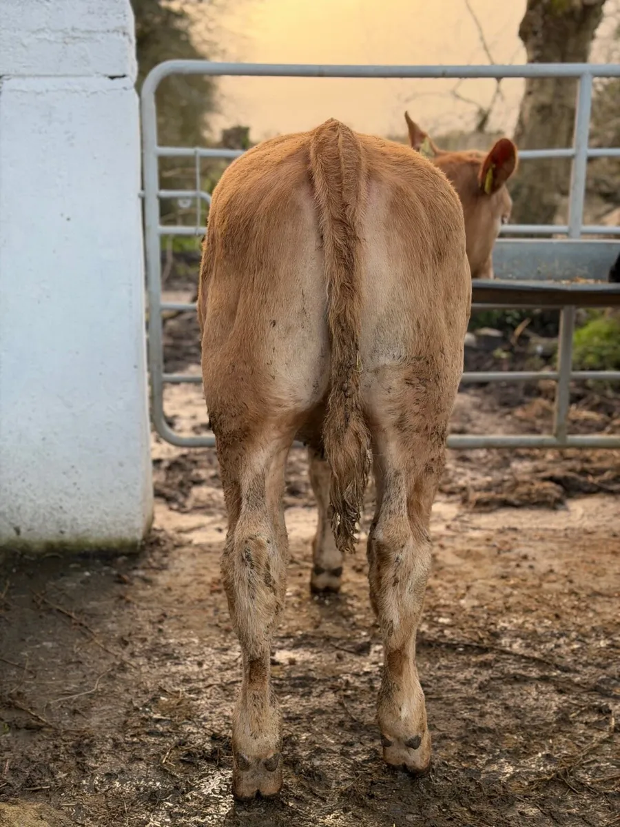 ⭐️⚜️Super Golden Charlois Heifer⚜️⭐️ - Image 3