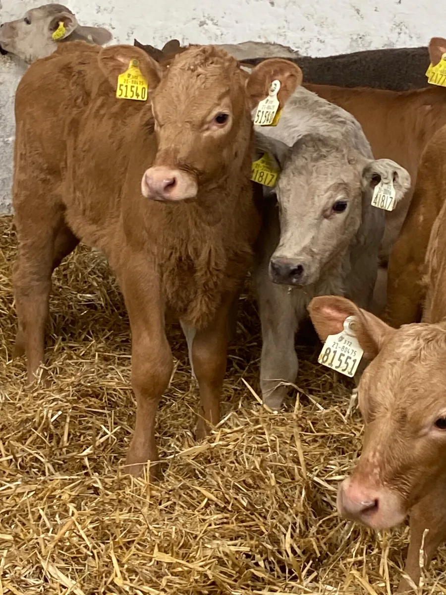 10 OUTSTANDING CONTINENTAL HEIFER CALVES - Image 1