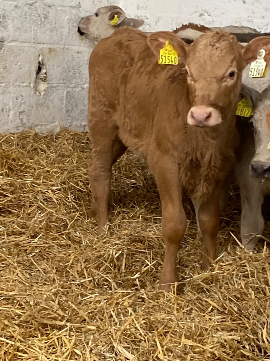 10 OUTSTANDING CONTINENTAL HEIFER CALVES - Image 4