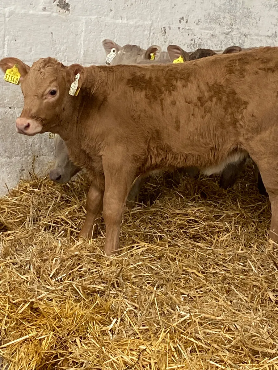 10 OUTSTANDING CONTINENTAL HEIFER CALVES - Image 1