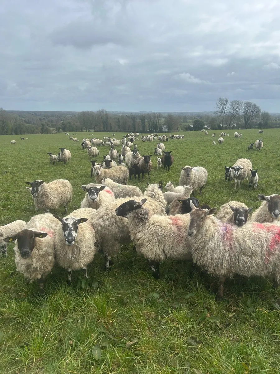 Clearance sale 200 ewes with 280 strong lambs - Image 1