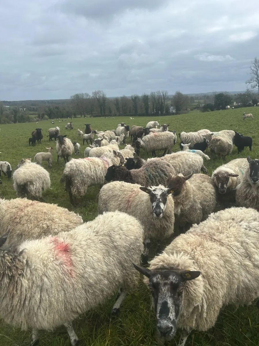 Clearance sale 200 ewes with 280 strong lambs - Image 2