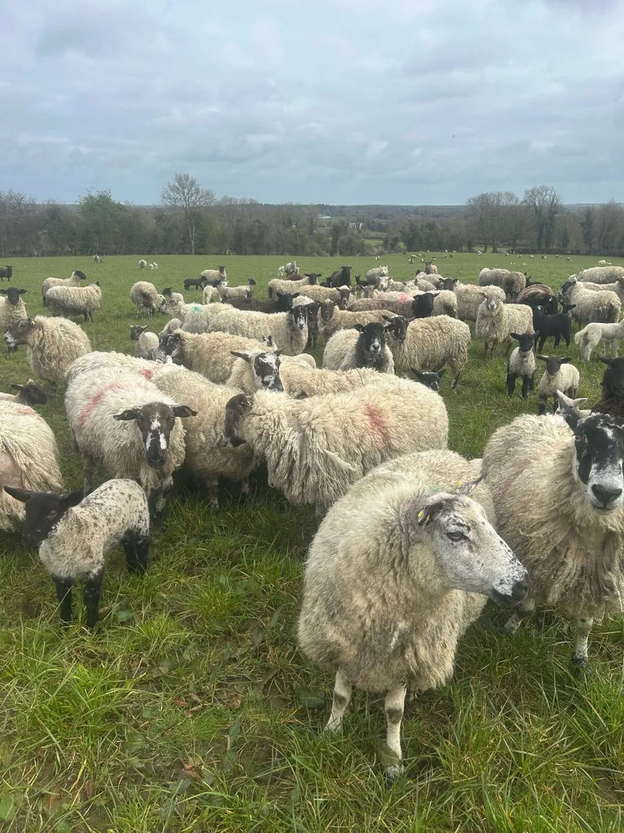 Clearance sale 200 ewes with 280 strong lambs - Image 3