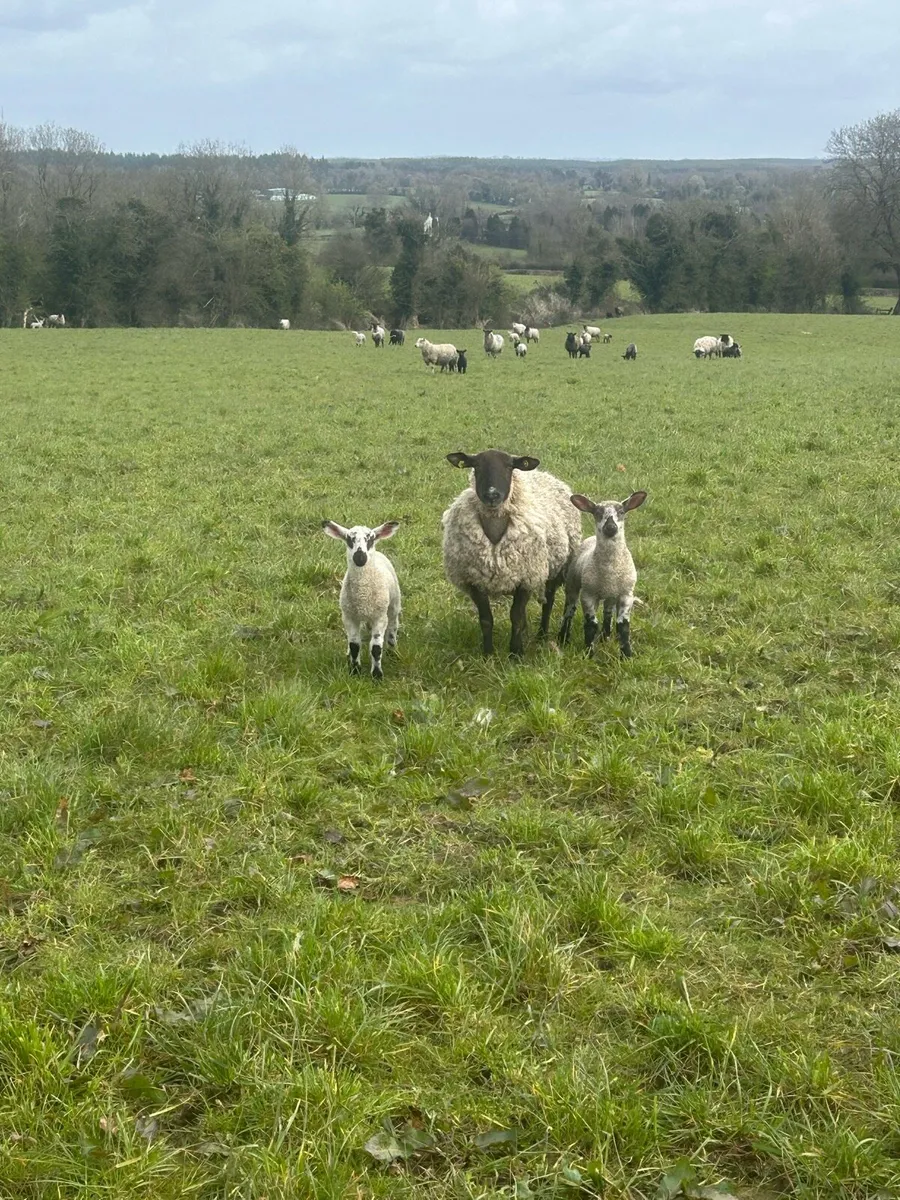 Clearance sale 200 ewes with 280 strong lambs - Image 4