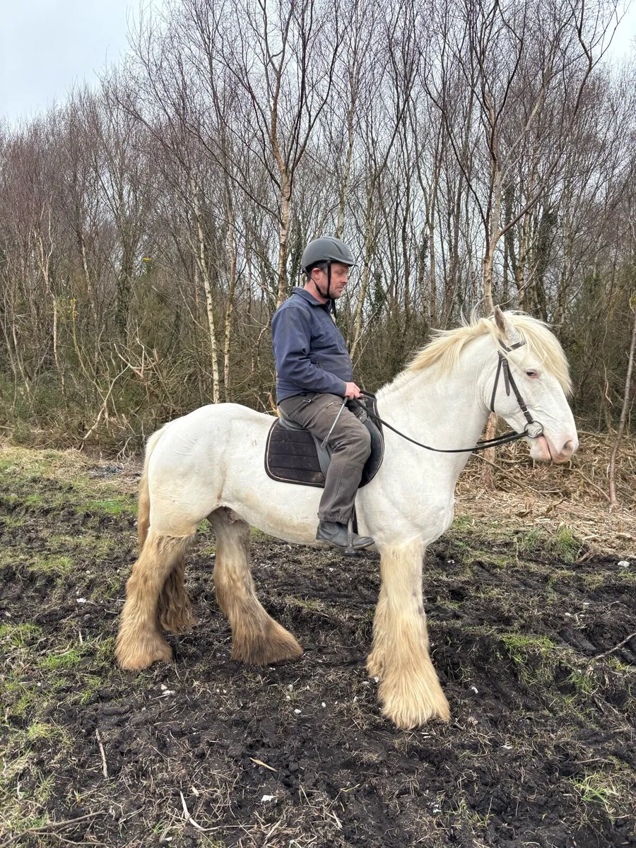 Cavan sales April 9th - Image 1