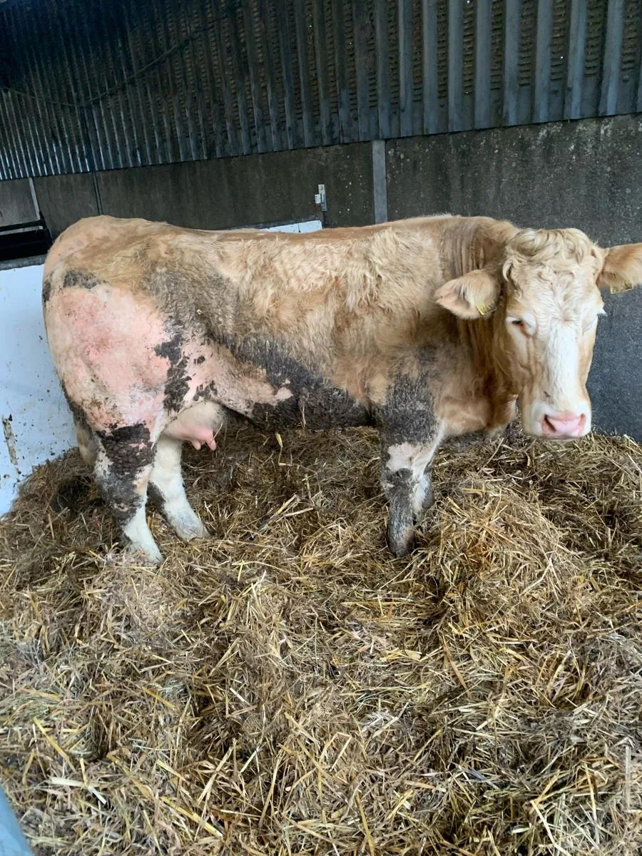 Foster cow - Image 1