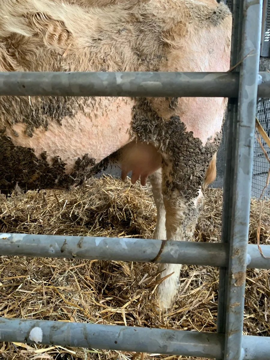 Foster cow - Image 2