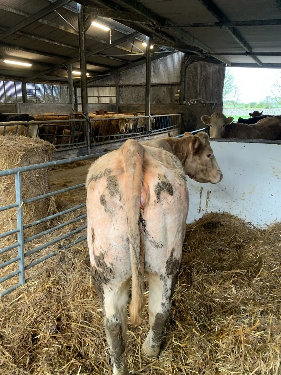 Foster cow - Image 3