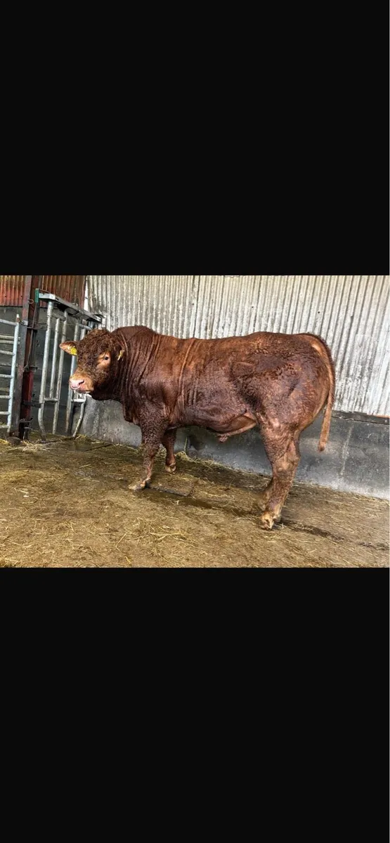 Limousin Bulls - Image 1