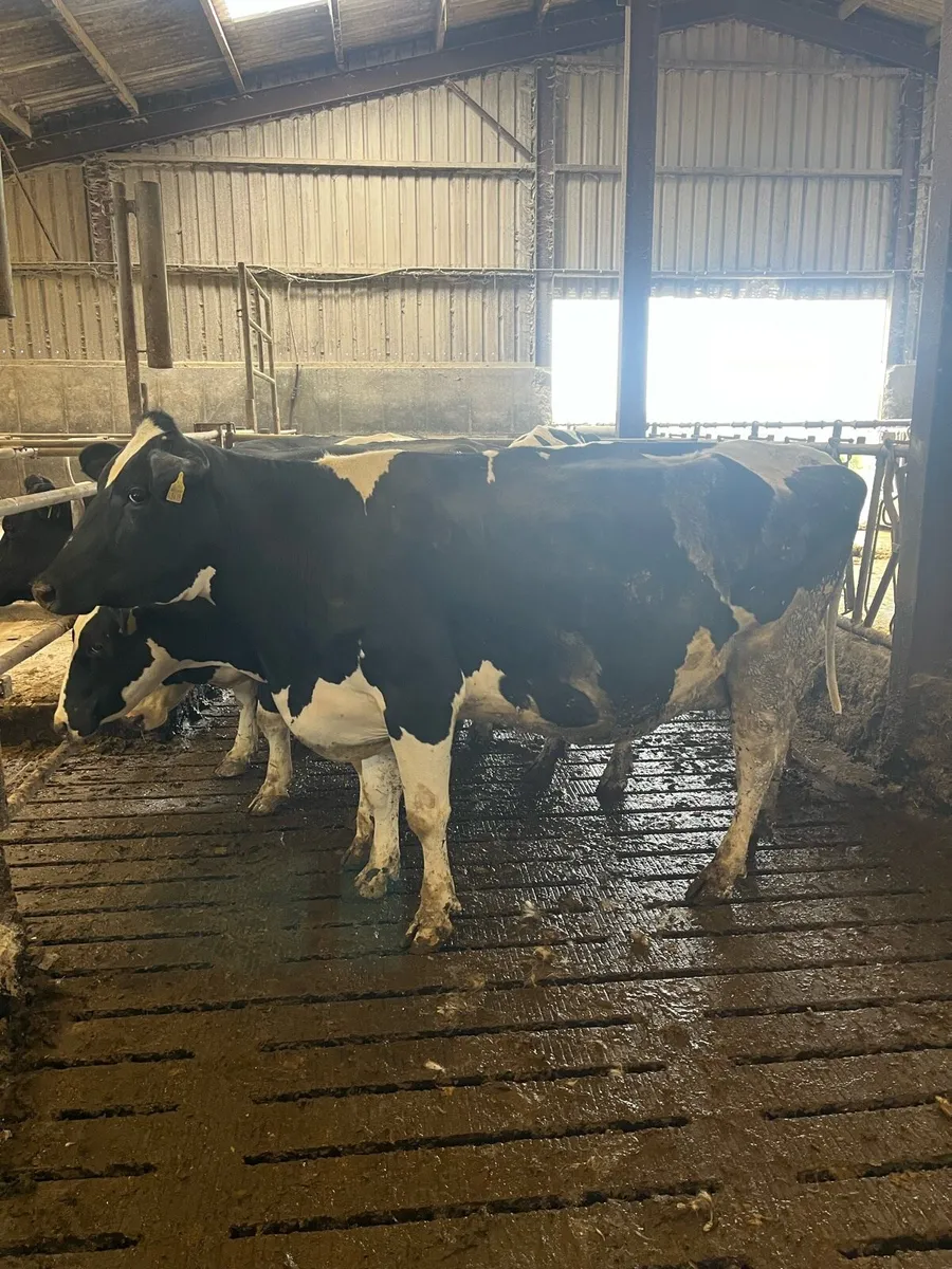 April calving cows - Image 2