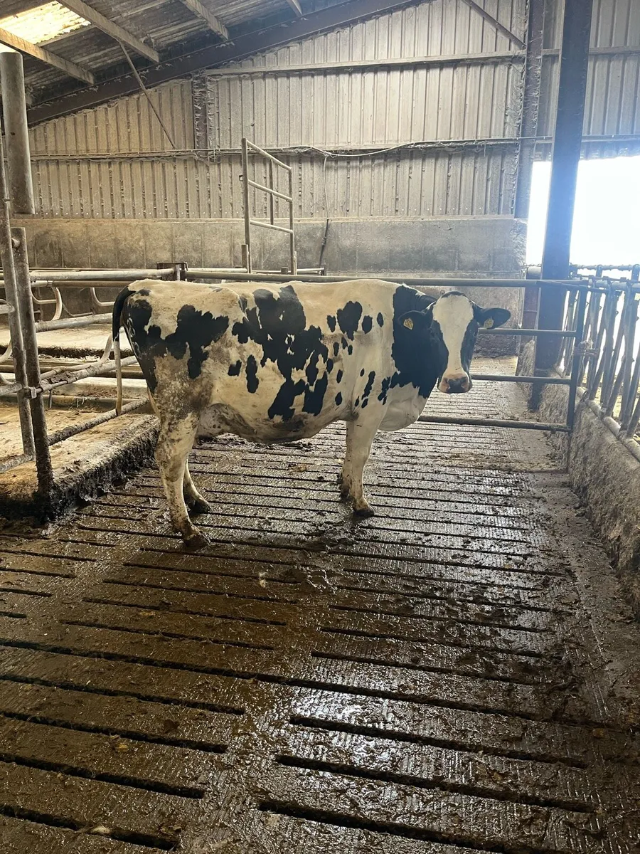 April calving cows - Image 1