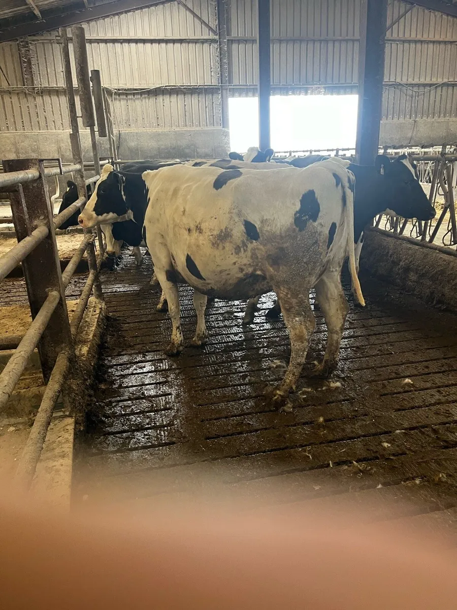 April calving cows - Image 3