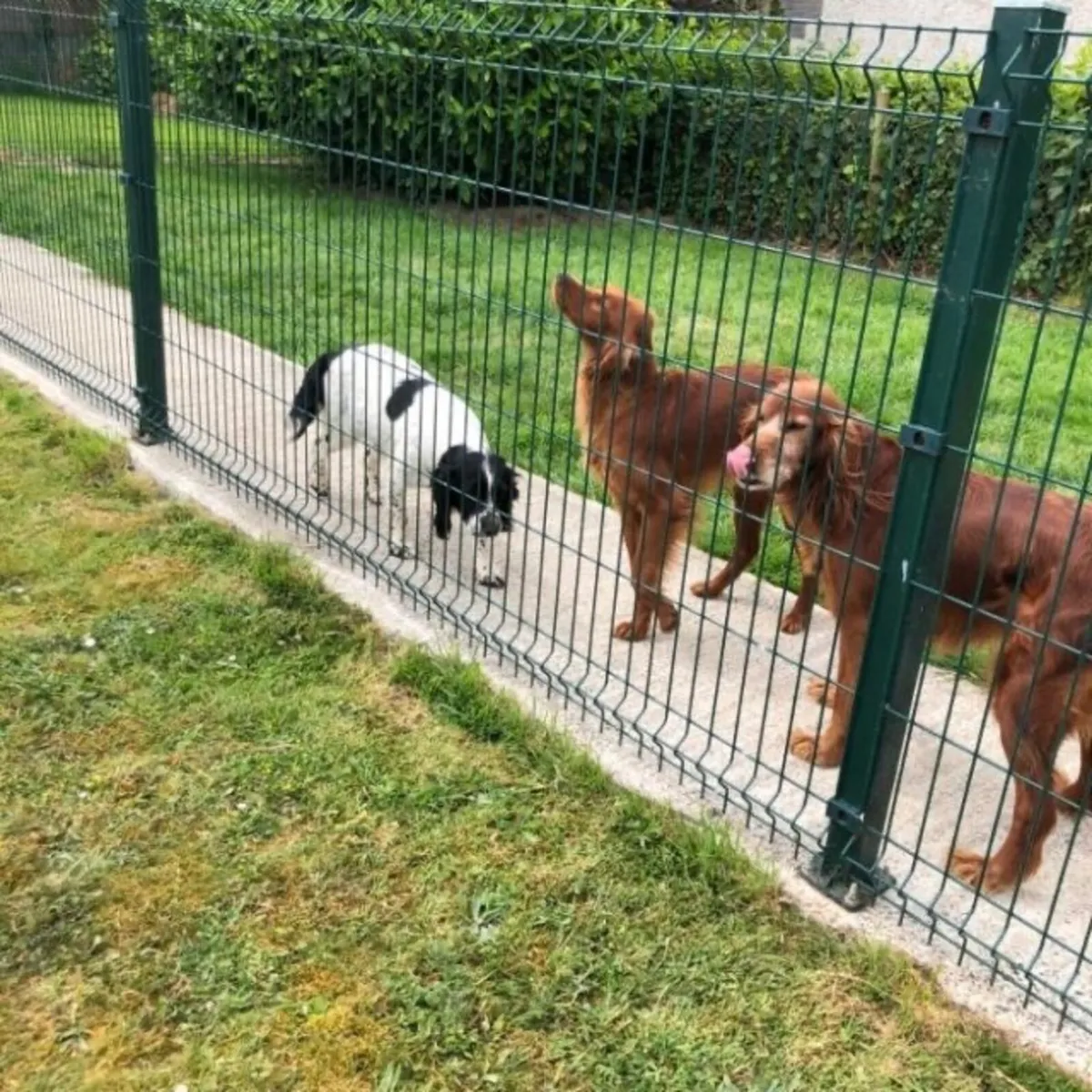 Industrial V Mesh Fencing / Twin Wire Fencing / Do - Image 3