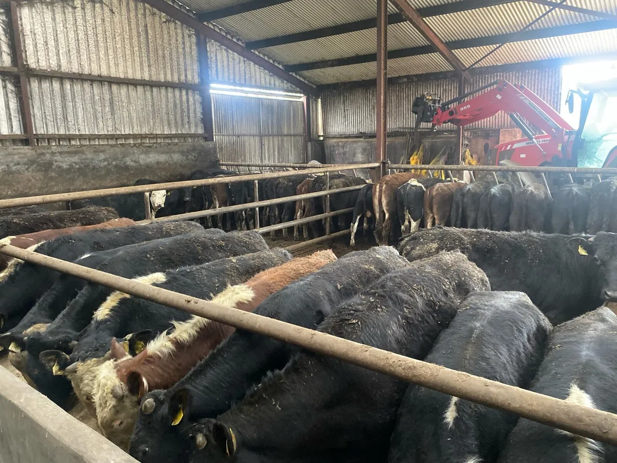 50 Genuine yearlings - Image 1