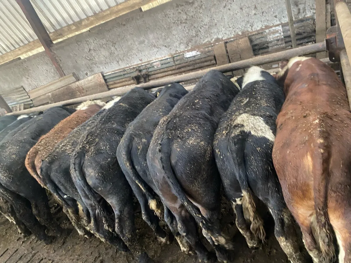 50 Genuine yearlings - Image 3