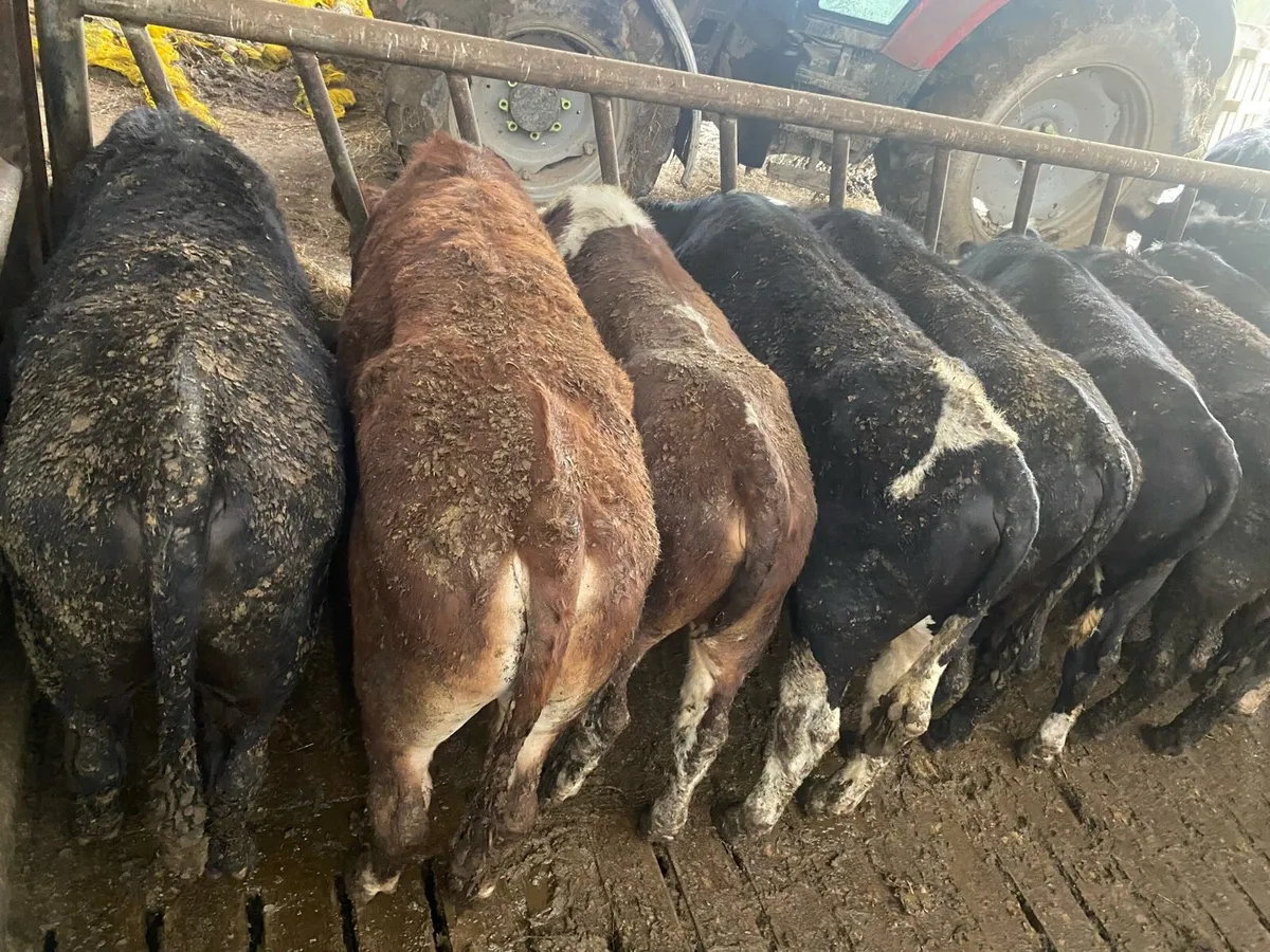 50 Genuine yearlings - Image 4