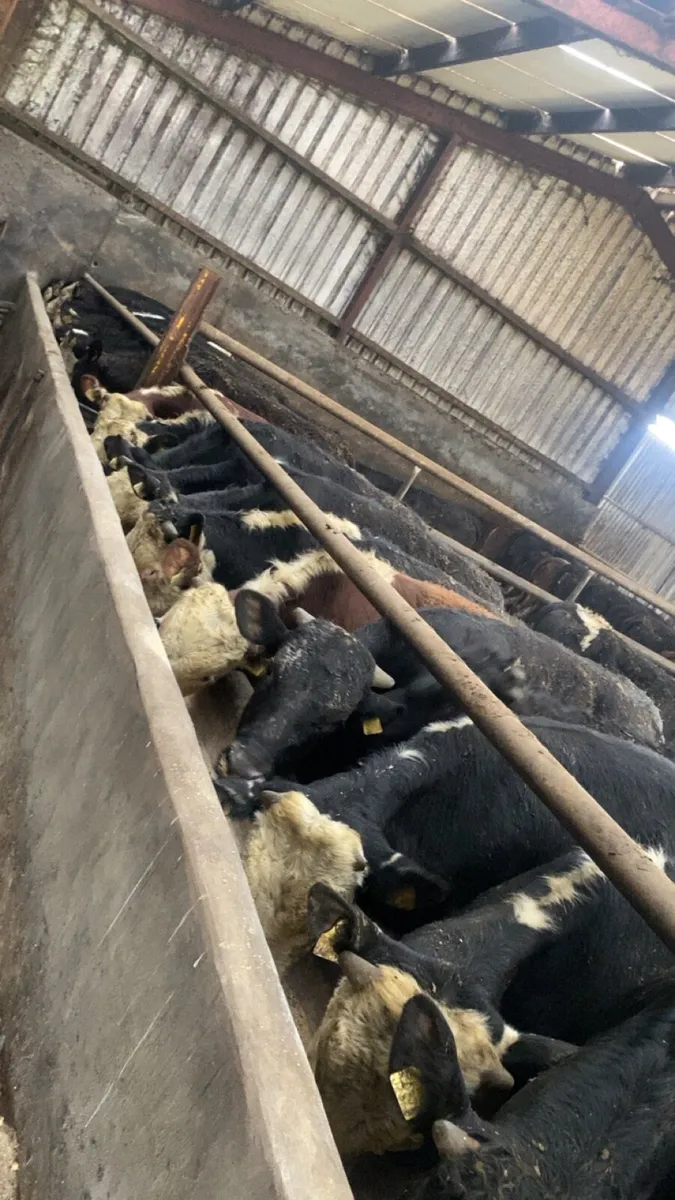 50 Genuine yearlings - Image 2