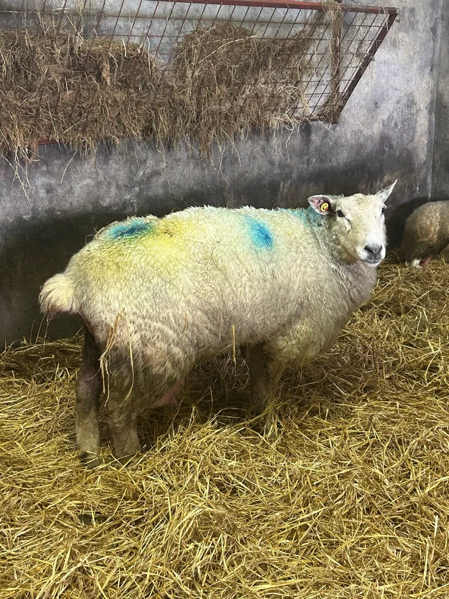 Foster ewe texel x belclare