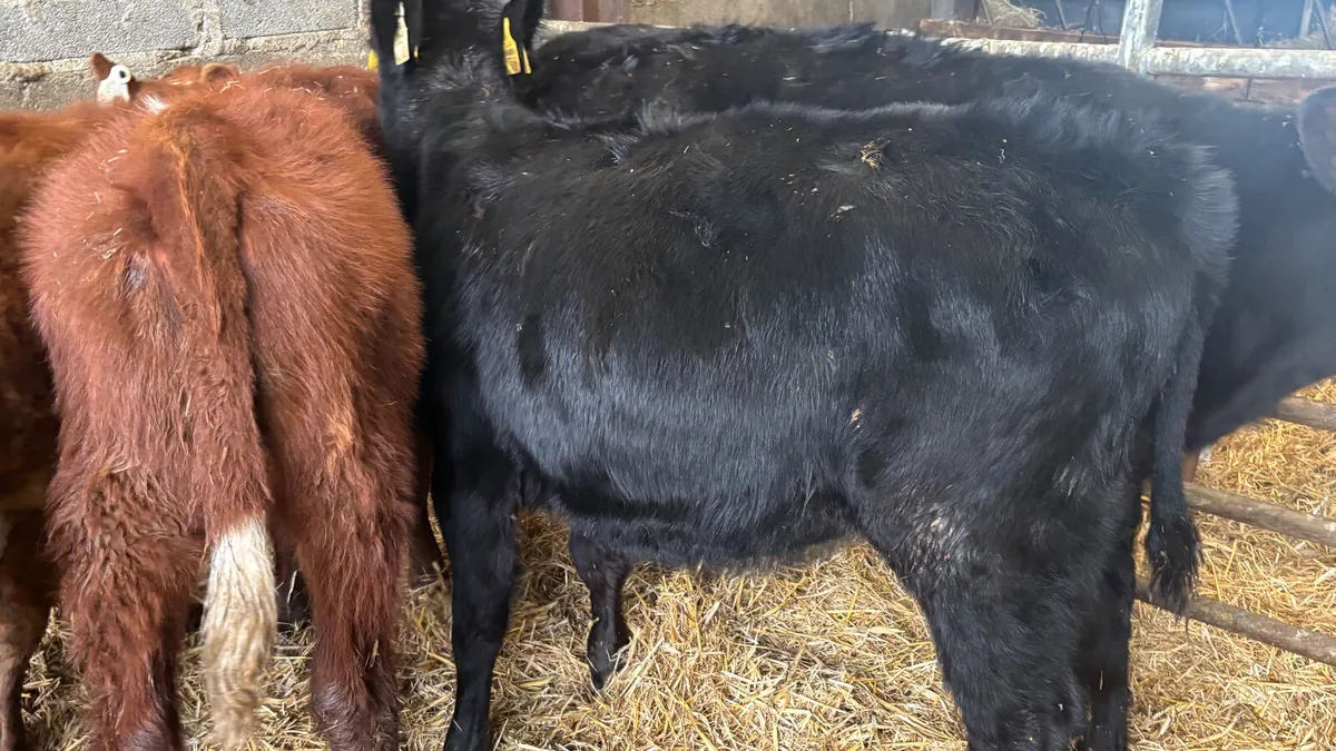 4 Quality Heifer Wealings - Image 4