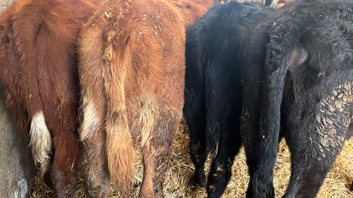 4 Quality Heifer Wealings - Image 2