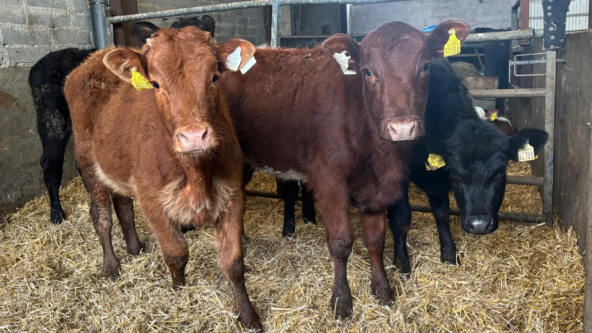 4 Quality Heifer Wealings - Image 1