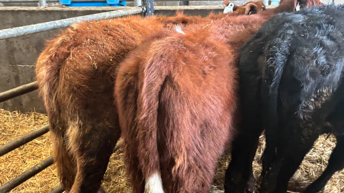 4 Quality Heifer Wealings - Image 3