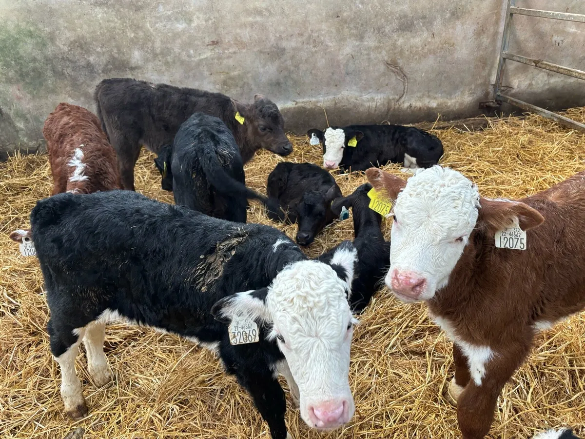 Calves - Image 1